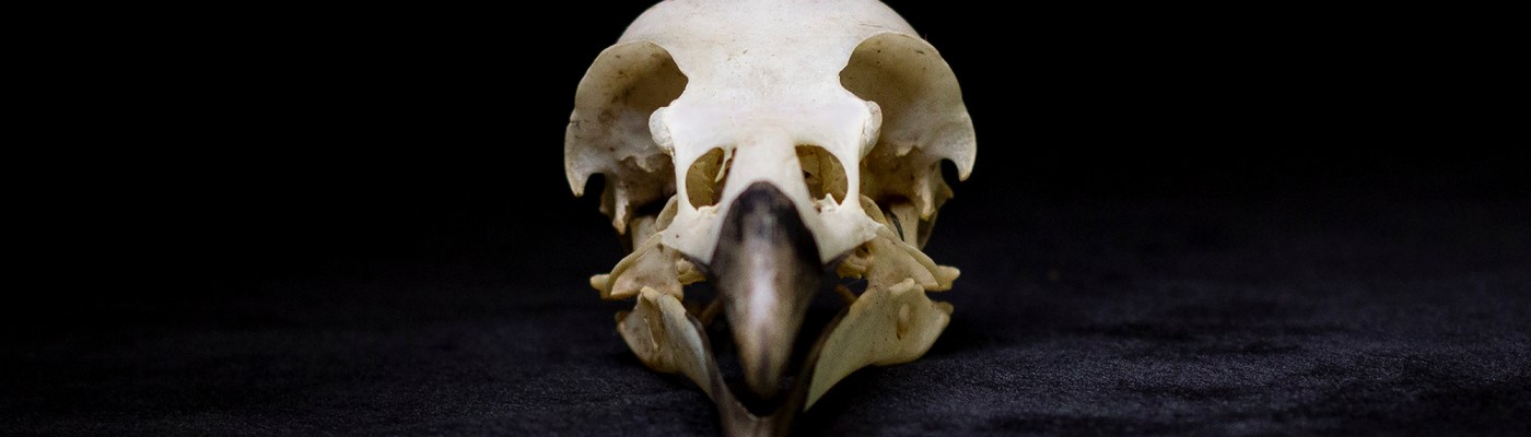 Kim V. Goldsmith artist Eye of the Corvus project