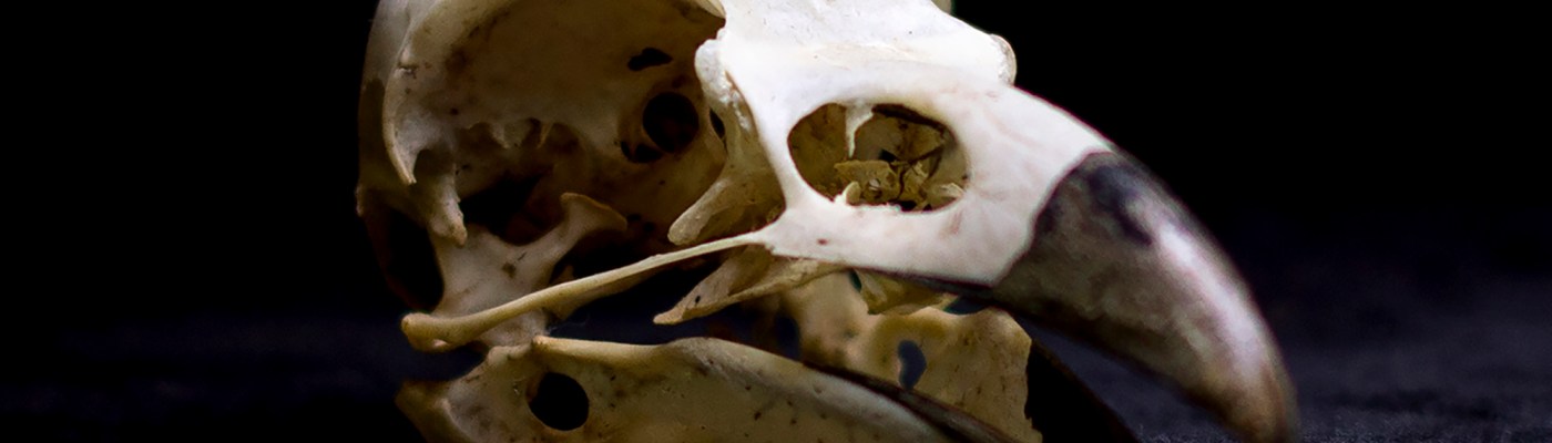 Kim V. Goldsmith artist Eye of the Corvus project