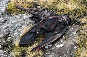 Dead raven Skagastrond