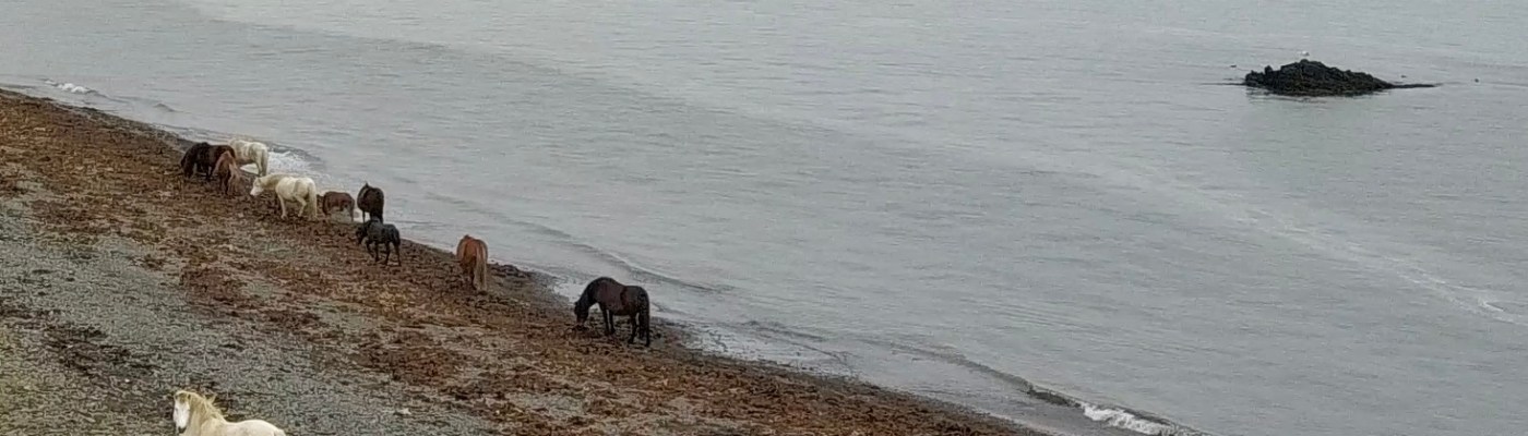 Icelandic horses grazing on seaweed by Kim V. Goldsmith