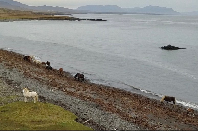 Icelandic horses grazing on seaweed by Kim V. Goldsmith