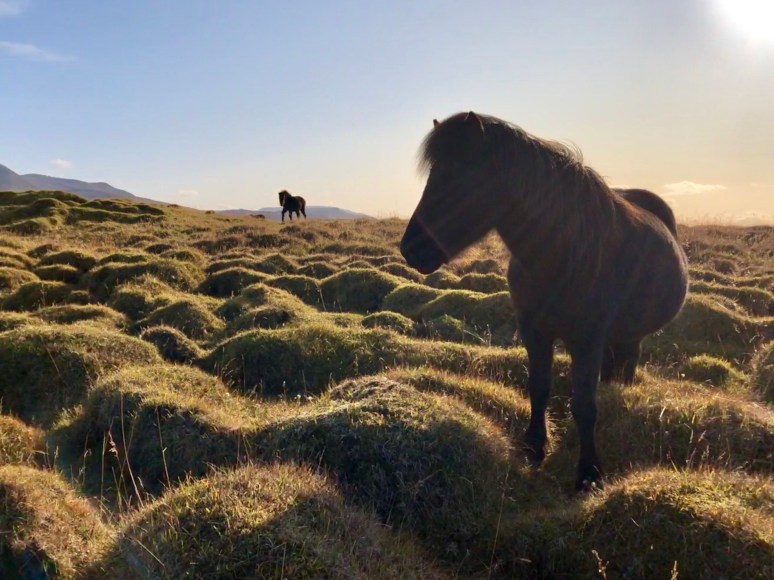 Curious Icelandic horse filmed by Kim V. Goldsmith